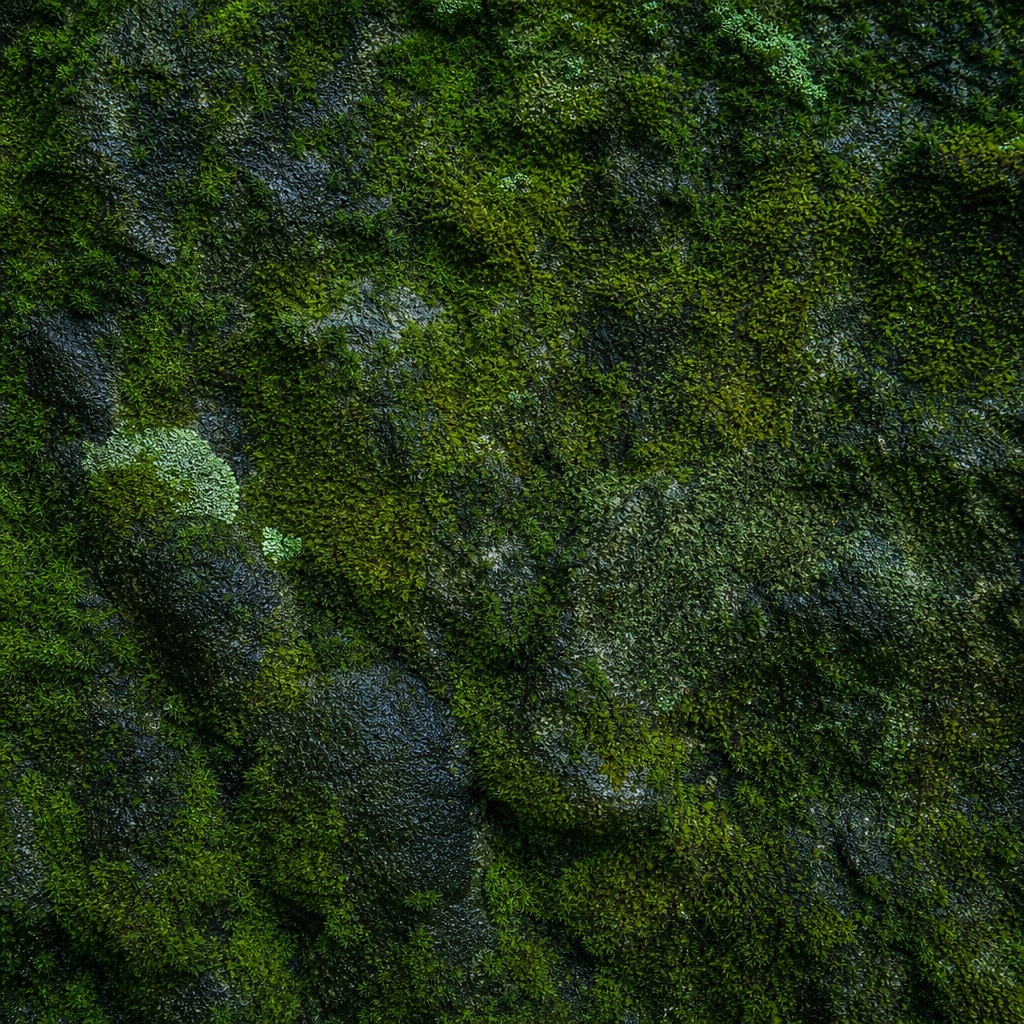 Close-up of moss-covered stone with dark green natural texture