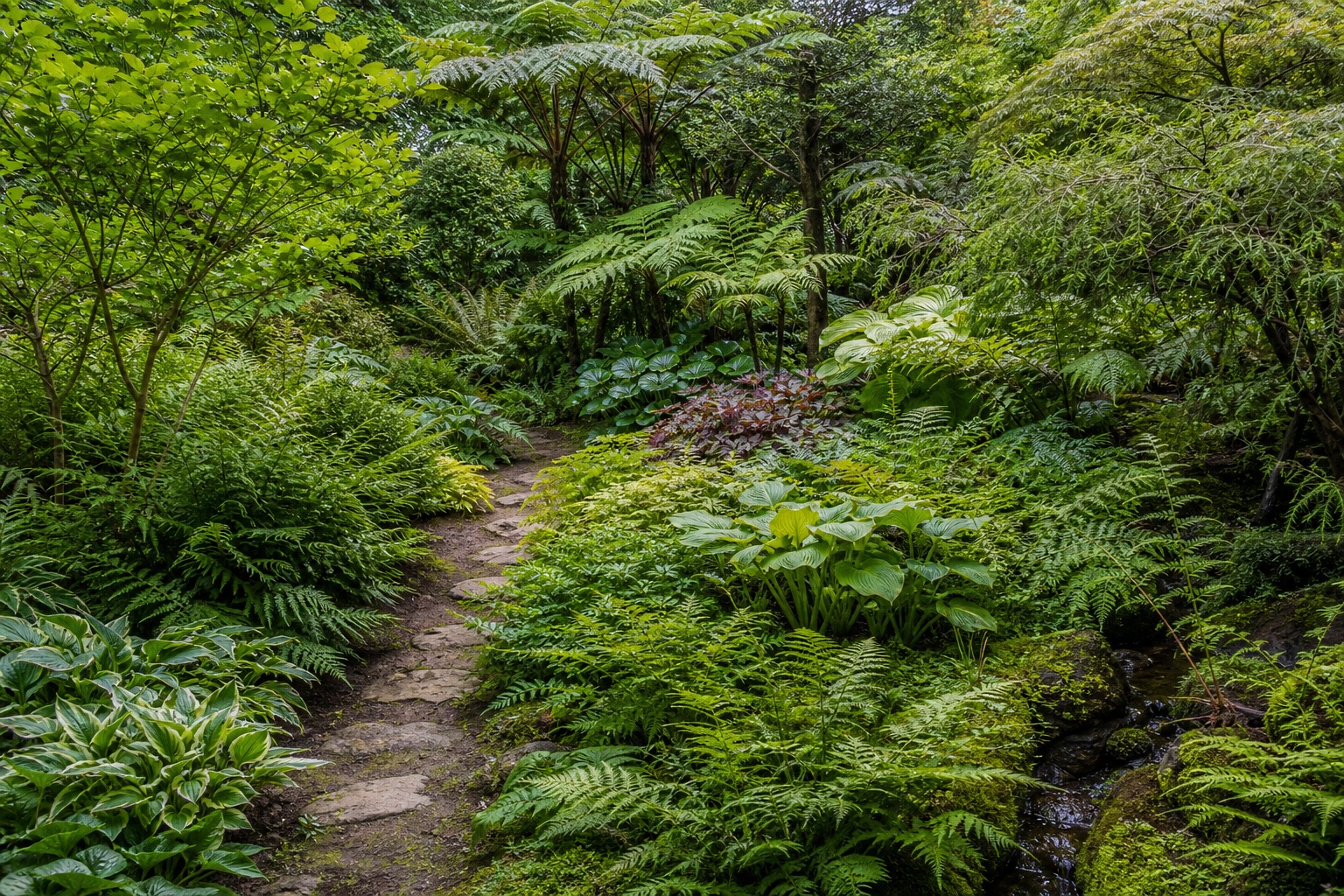 Preview for Layered Fern Garden Background