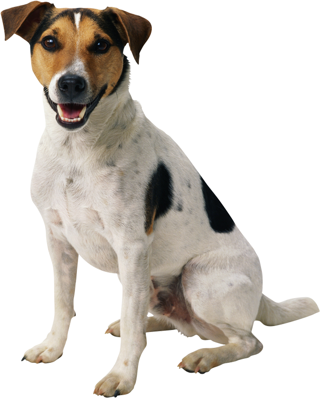 Preview for Happy-dog-portrait-animal-sticker-d7cfc