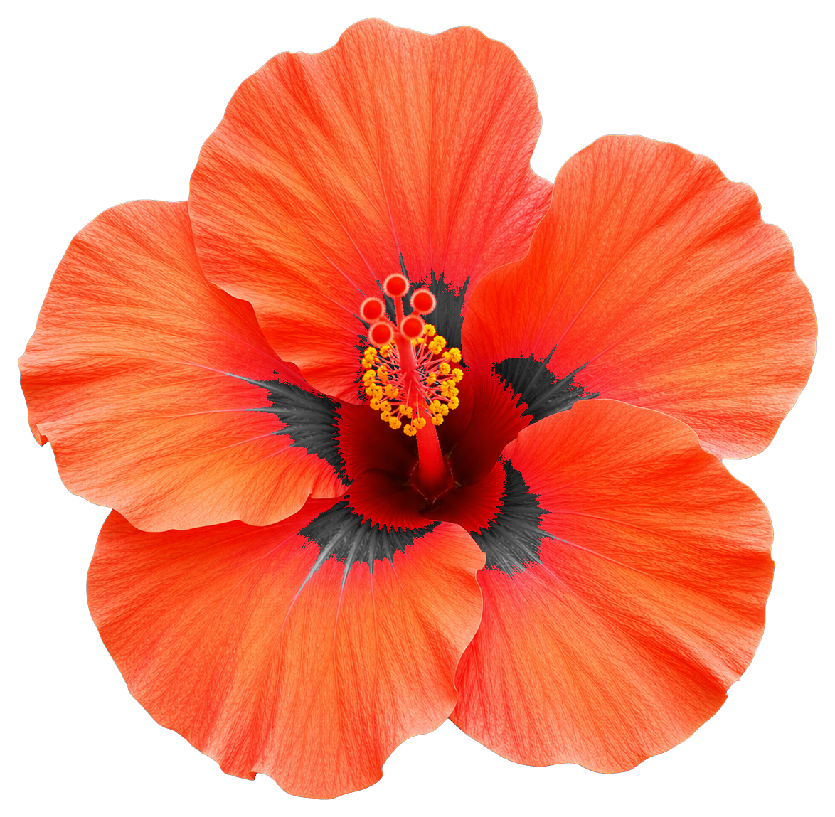Bright coral hibiscus flower sticker with a dark center and yellow stamens