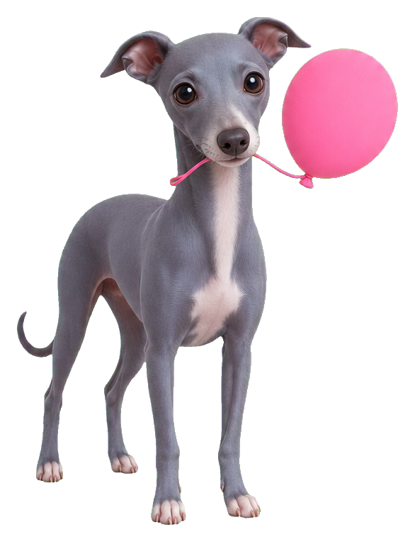 A cute Italian greyhound standing with a pink balloon.