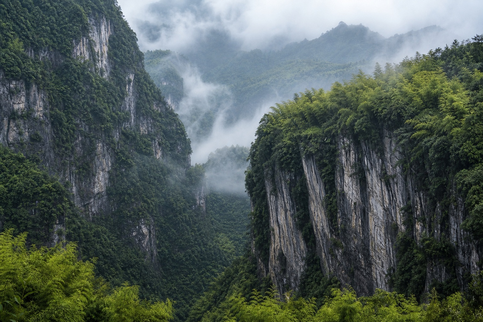 Preview for Misty Bamboo Gorge Mountain Background