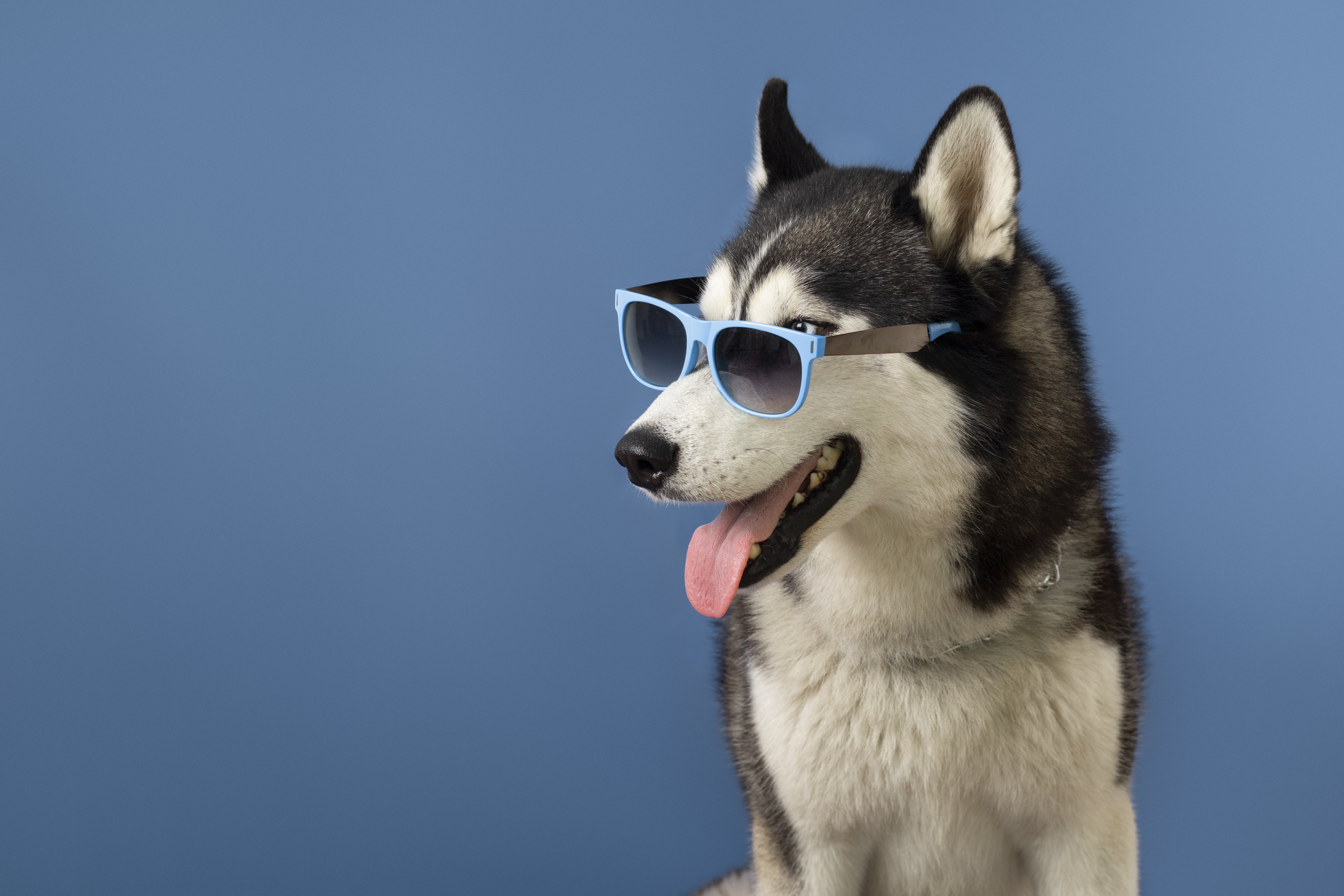 Preview for Cool-husky-sunglasses-dog-meme-background-9ac38