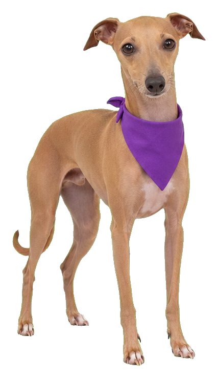 Italian greyhound standing with a blank purple bandana sticker graphic