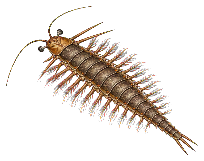 Detailed brown prehistoric arthropod with many spines and segmented body on transparent background