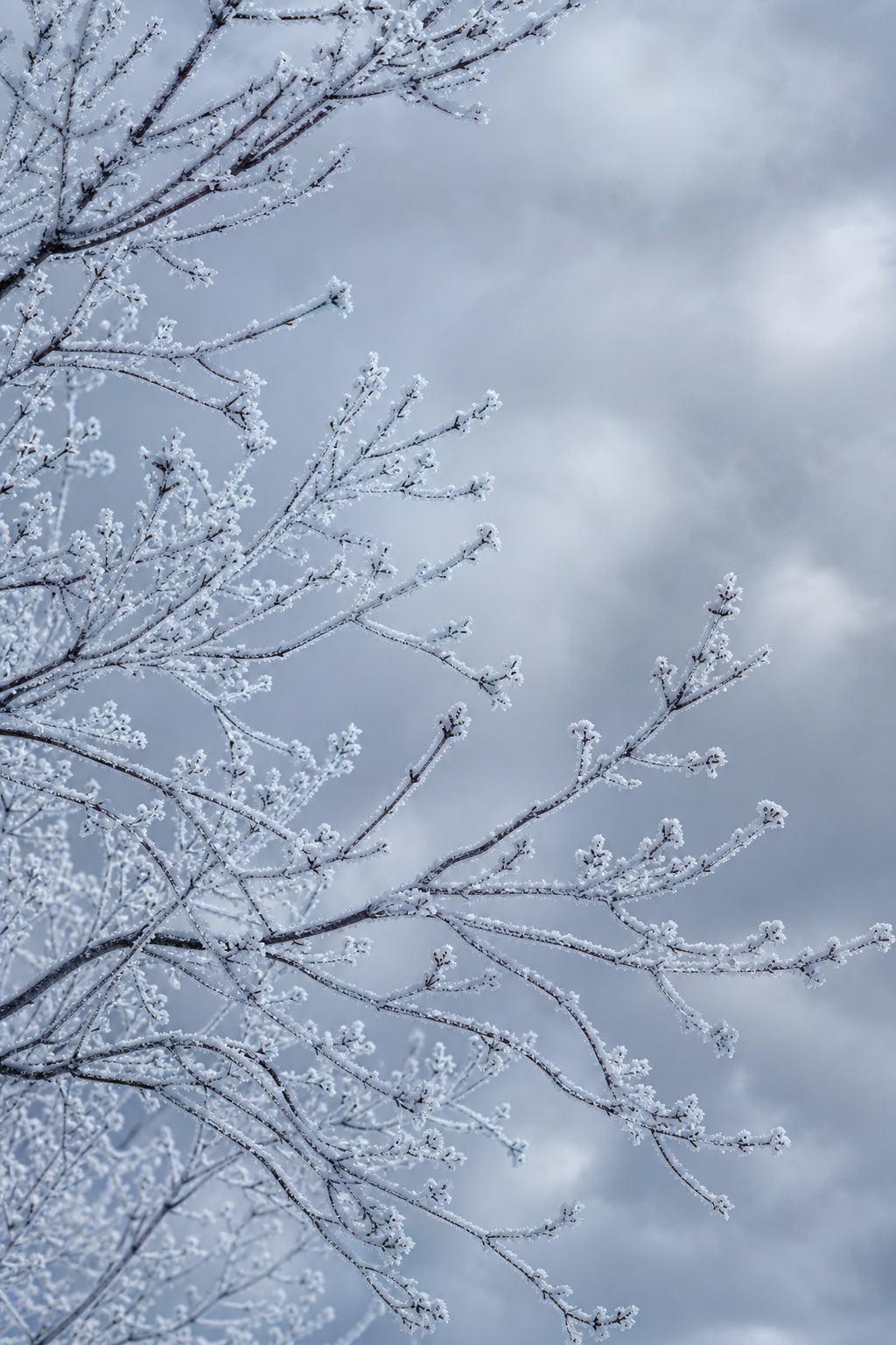 Preview for Winter Solstice Snowy Background