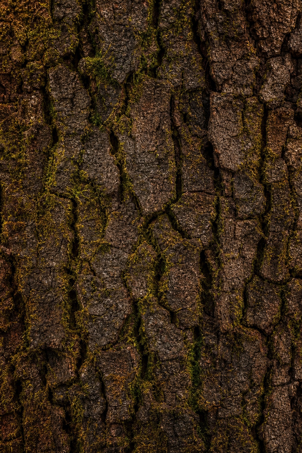 Preview for Weathered Bark Texture Background