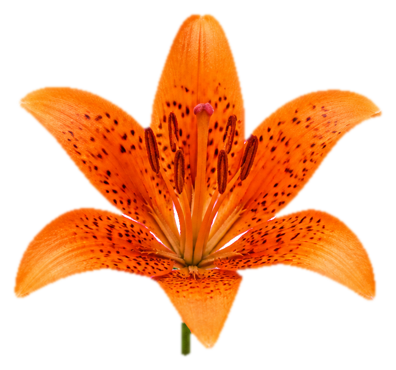 Preview for Front-facing Tiger Lily Sticker