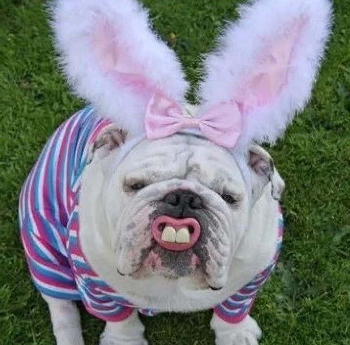 Preview for Easter-bulldog-bunny-costume-easter-meme-background-c96c5