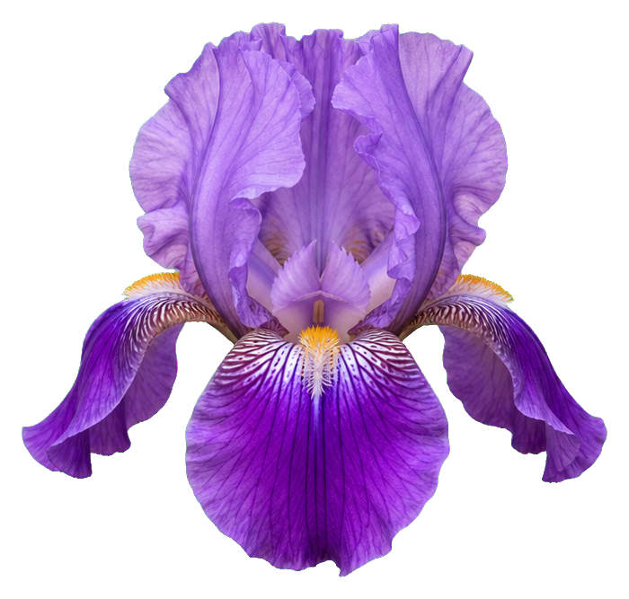 Preview for Purple Bearded Iris Sticker