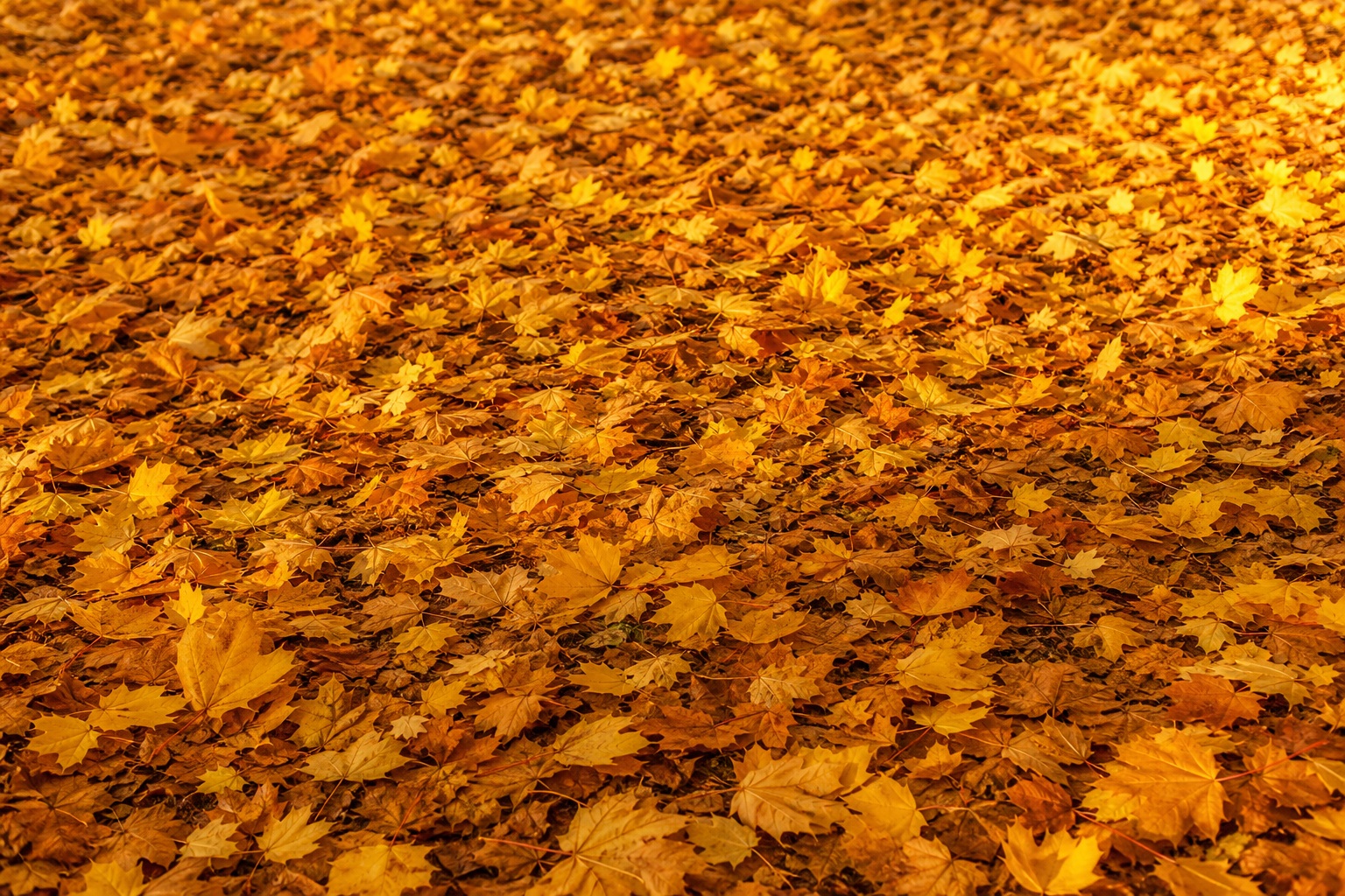 Preview for Golden Leaf Carpet Autumn Leaves Background