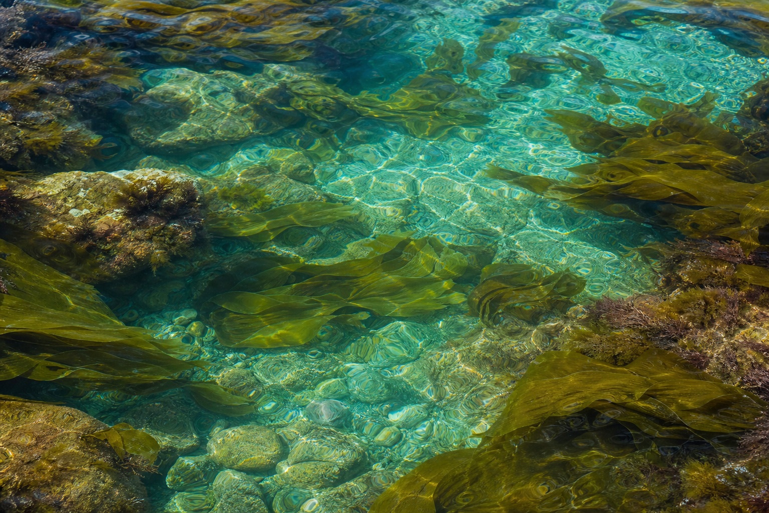 Preview for Turquoise Seaweed Texture Background
