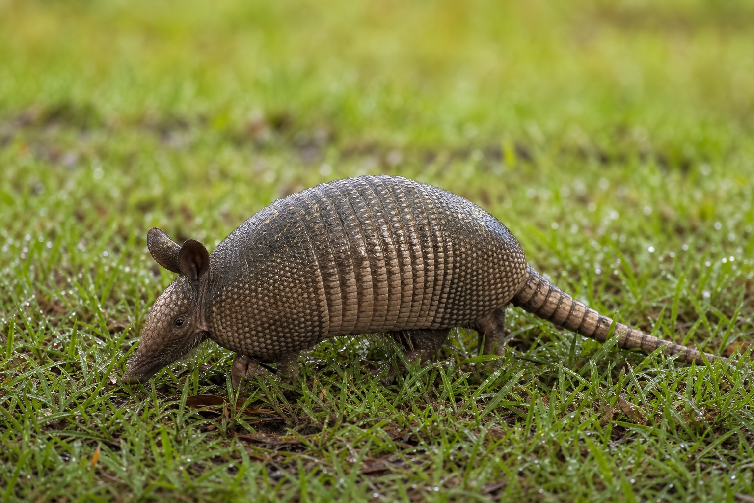 Preview for Armadillo Rainy Grass Background