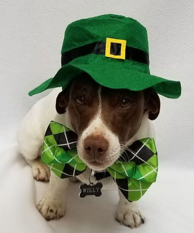 Preview for Lucky-leprechaun-dog-costume-st-patricks-background-04112