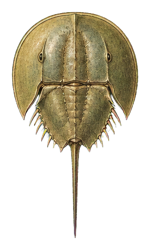 Preview for Horseshoe Crab Vintage Sticker