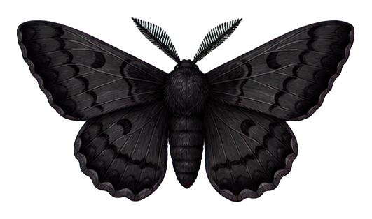 Black moth with outstretched wings on a transparent background