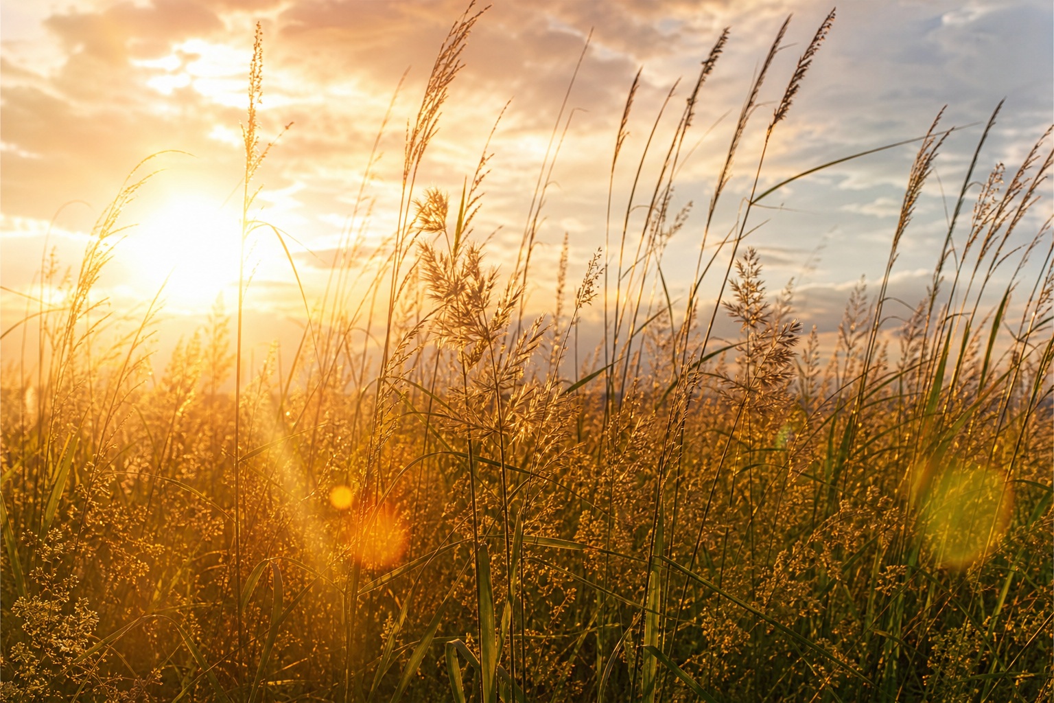 Preview for Golden Hour Summer Grass Background