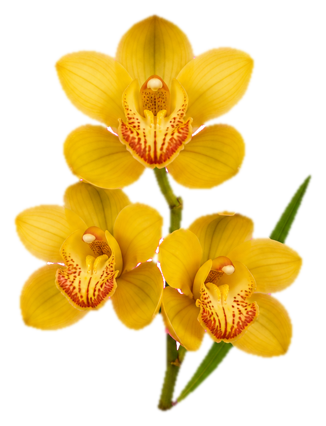 Preview for Golden Cymbidium Orchid Sticker