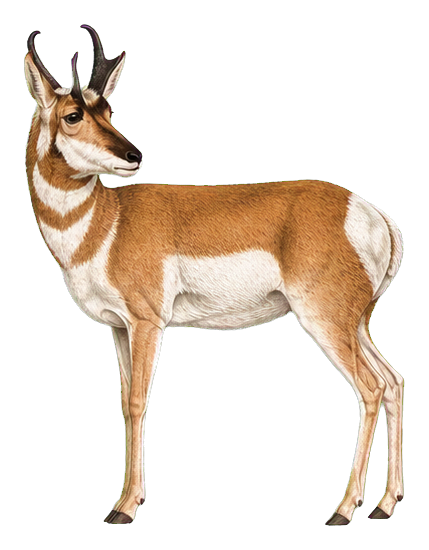 Preview for Pronghorn Vintage Sticker