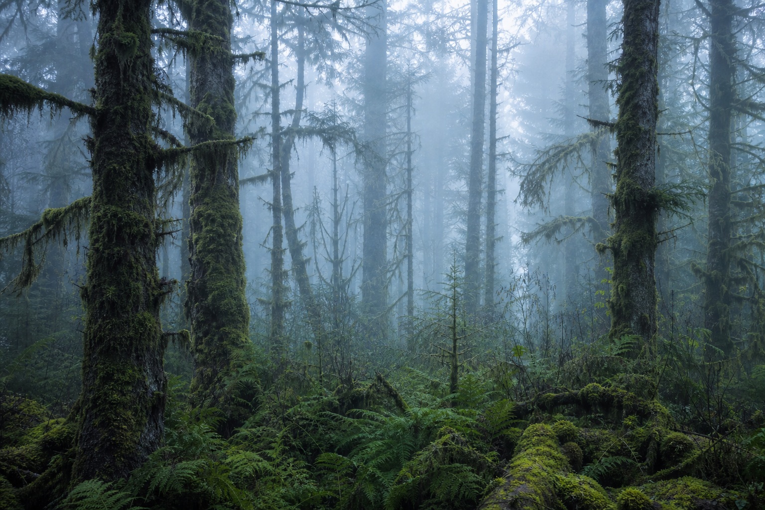 Preview for Misty Mossy Forest Background