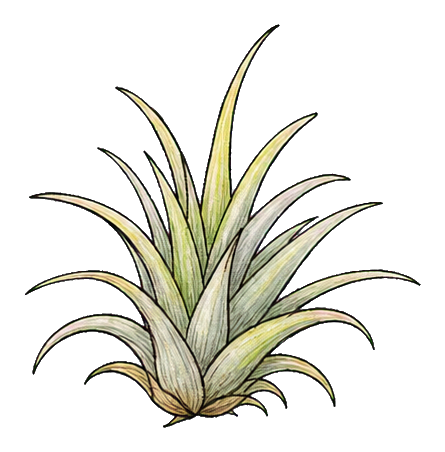Preview for Air Plant Tuft Sticker