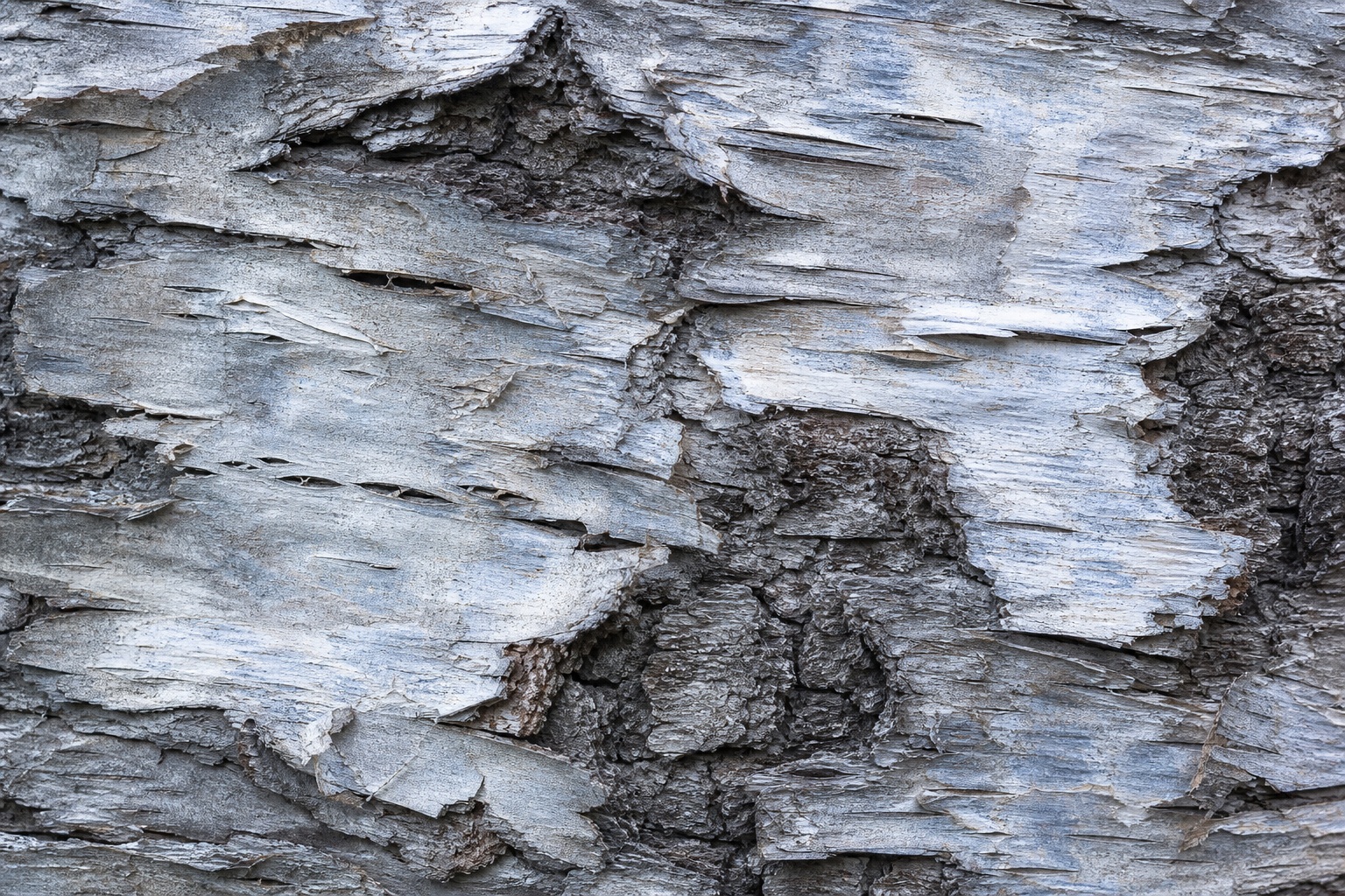 Preview for Cool Silver Birch Bark Background