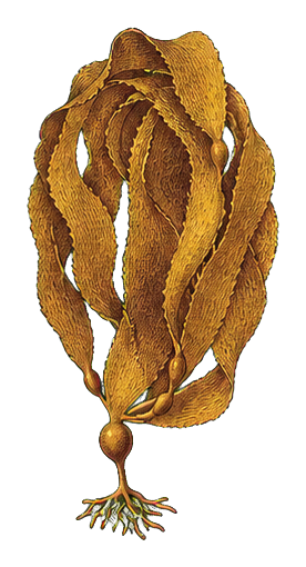 Preview for Kelp Frond Vintage Sticker