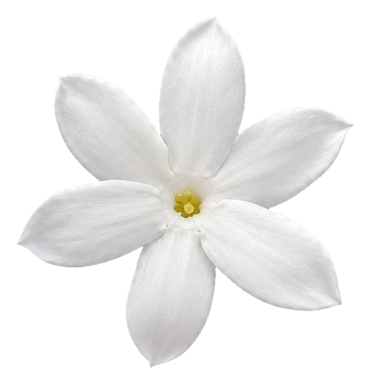 Preview for Vintage Star Jasmine Sticker