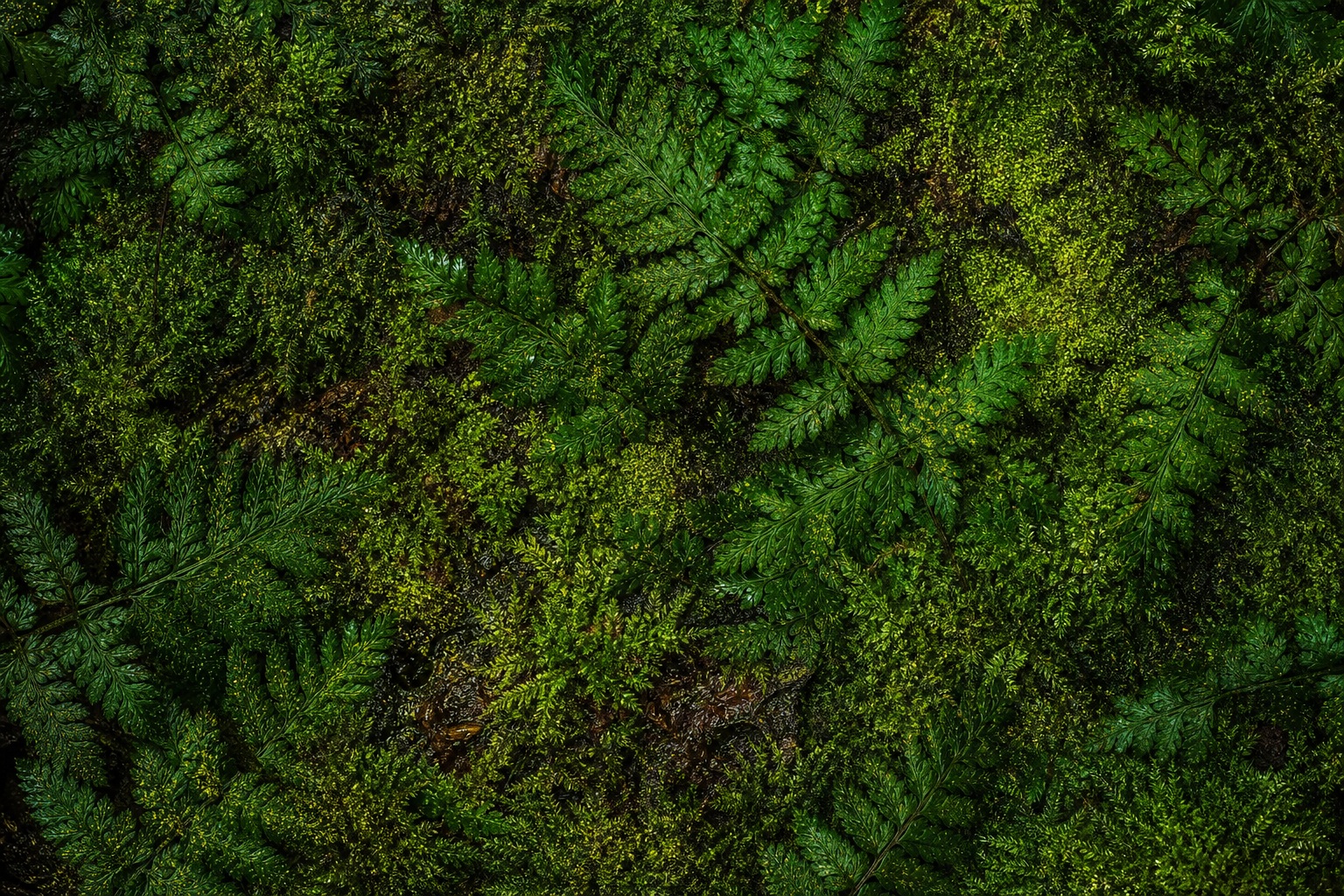 Preview for Moss Fern Texture Background