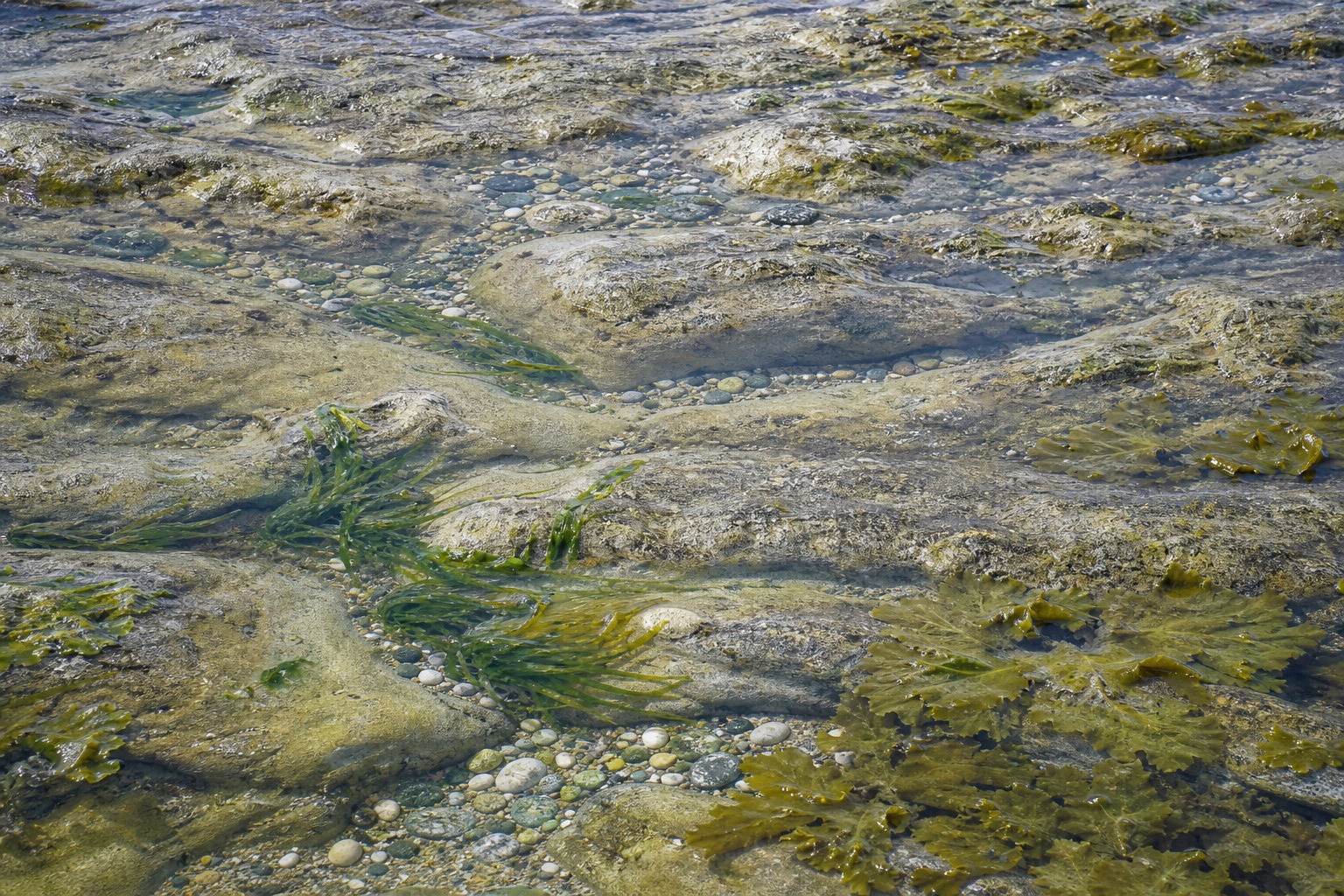 Preview for Tidal Pool Texture Background