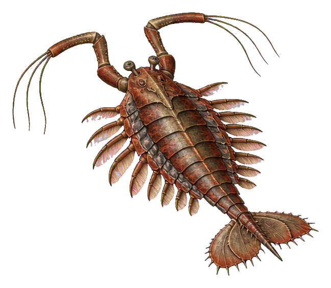 Illustration of a whip-armed Leanchoilia arthropod with segmented body and long appendages
