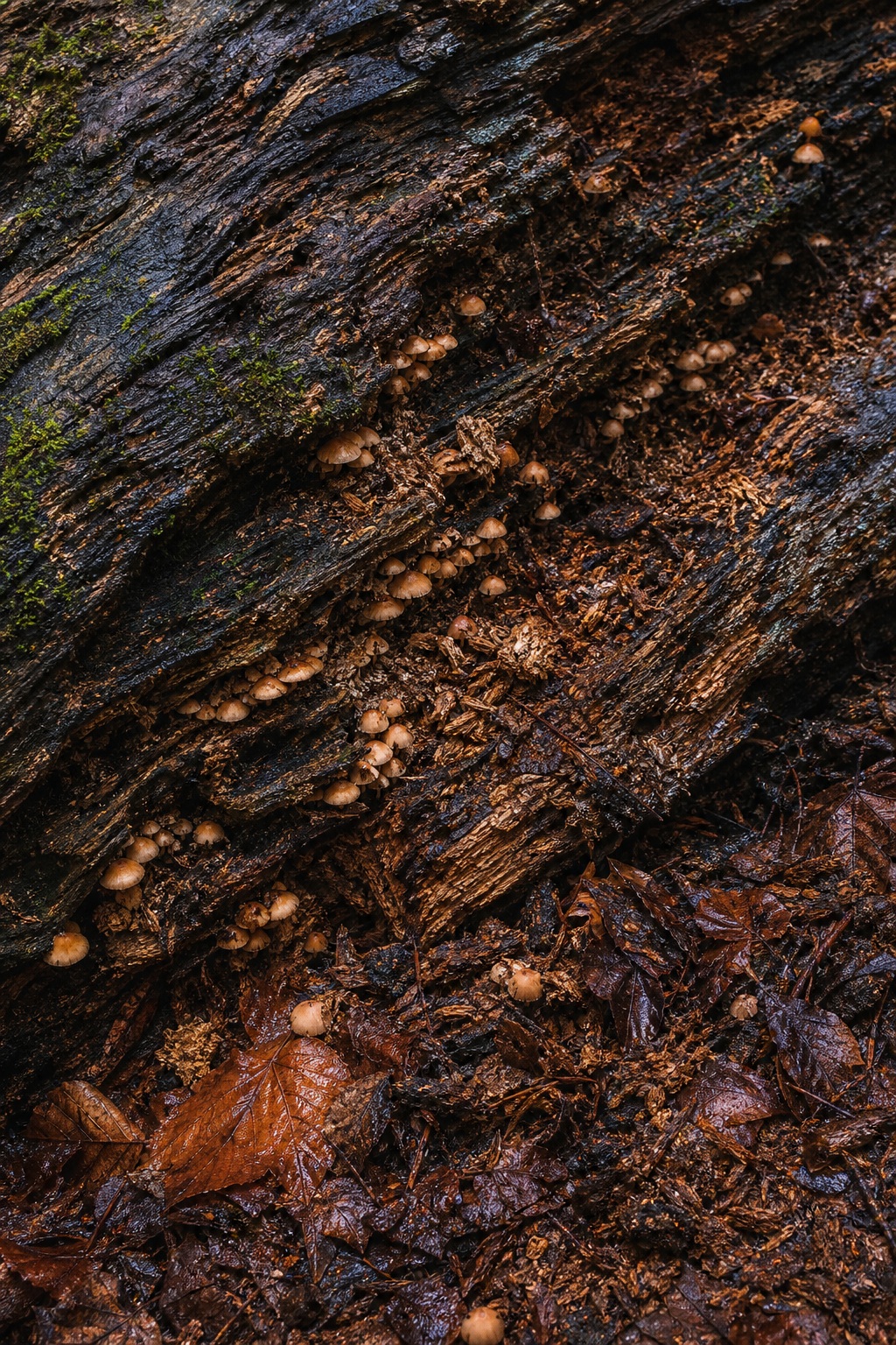 Preview for Mushroom Forest Floor Stock Background