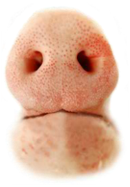 Preview for Human-nose-close-up-mouths-sticker-0bc7d