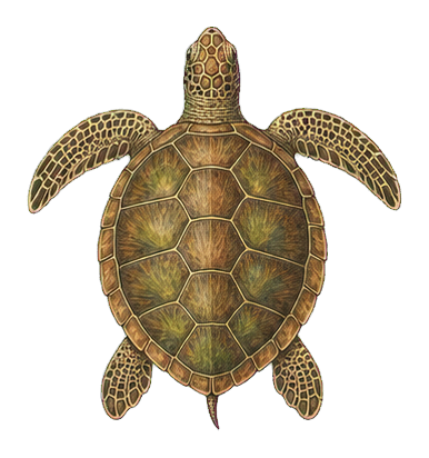 Preview for Sea Turtle Sticker