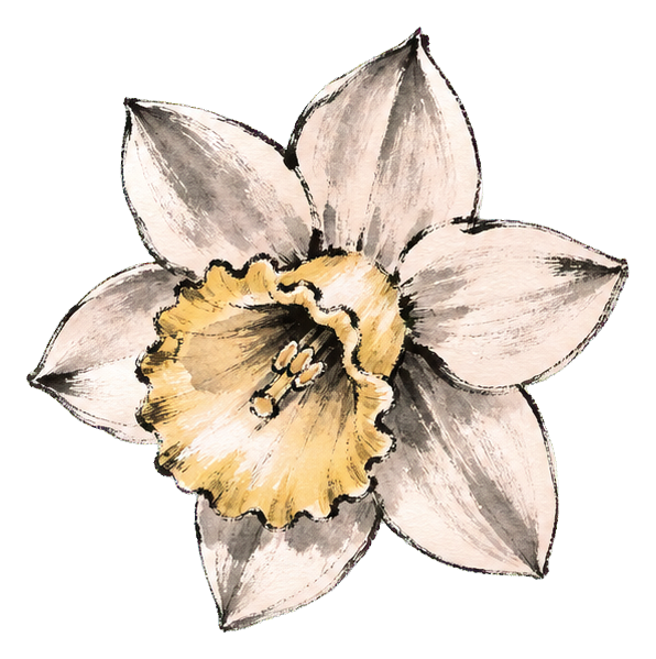 Preview for Daffodil Sticker For Spring Designs