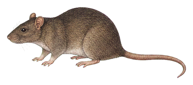 Preview for Norway Rat Vintage Sticker