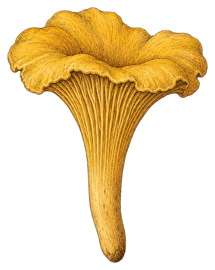 Preview for Chanterelle Mushroom Sticker
