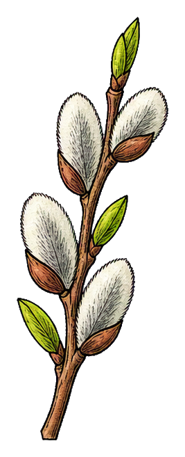 Preview for Willow Twig Sticker Graphic