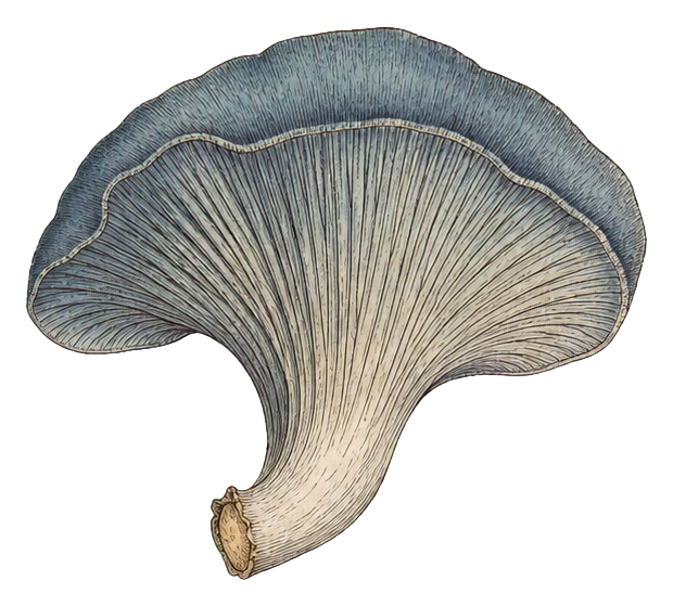 Preview for Blue Oyster Mushroom Sticker