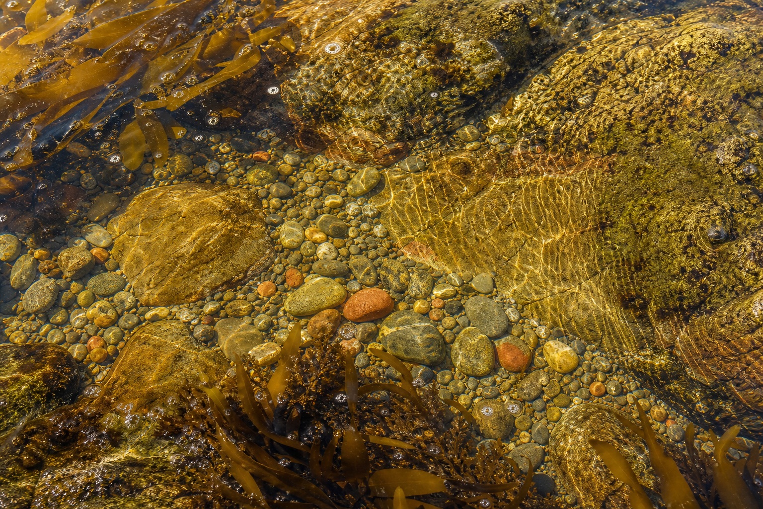 Preview for Golden Tidal Pool Texture Background