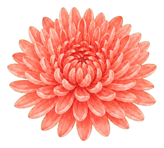 Preview for Coral Chrysanthemum Sticker