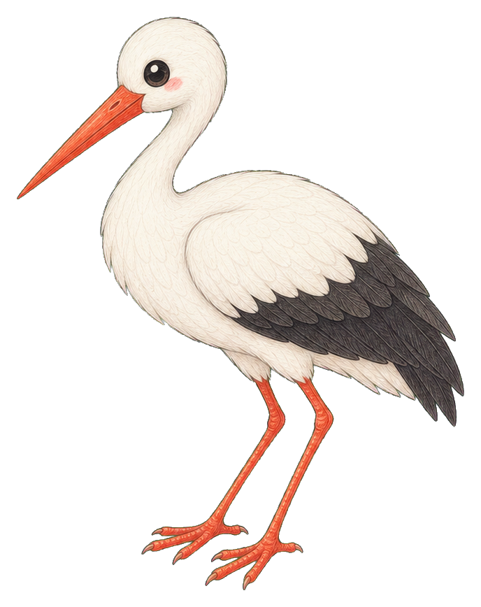 Cute white stork with orange beak and legs standing in profile.