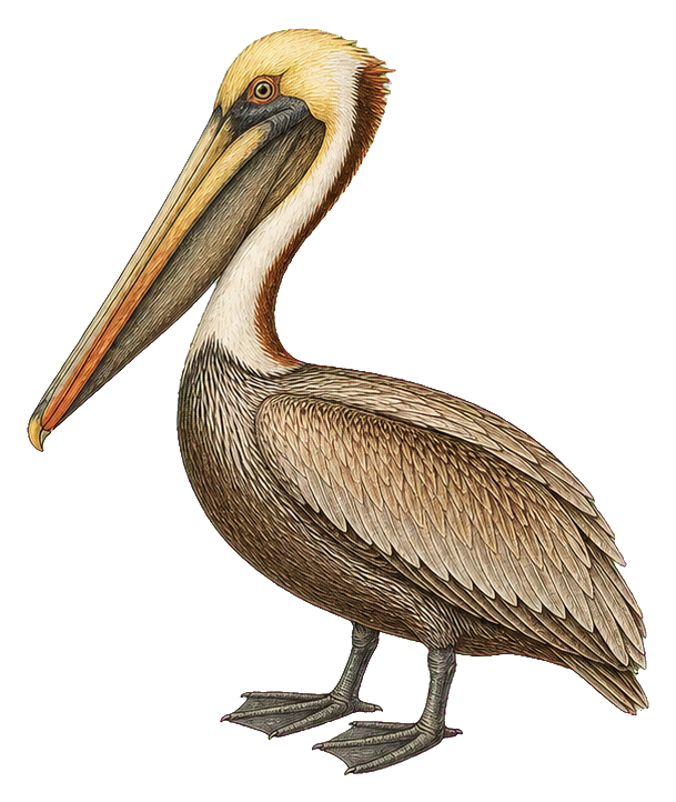 Preview for Vintage Bird Specimen Sticker