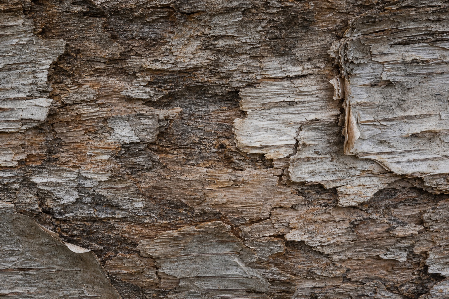 Weathered layered birch bark texture in neutral brown and gray tones