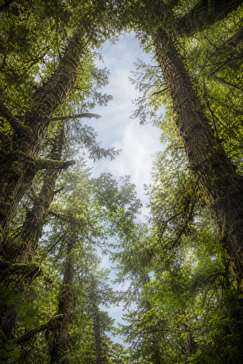 Preview for Temperate Rainforest Canopy Background