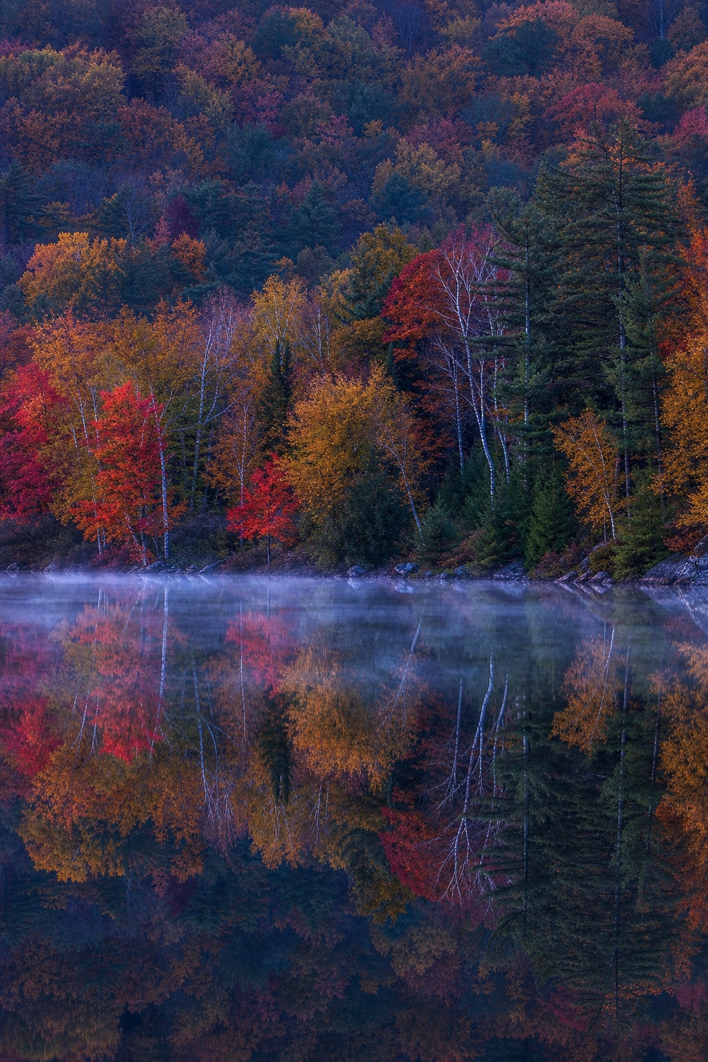 Autumn trees reflected in a calm lakeside at cool twilight.