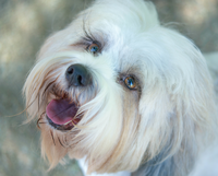 A small white dog with blue eyes looking upwards
