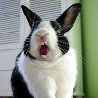 A black and white rabbit with its mouth open