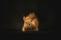 A small, fluffy squirrel standing on its hind legs and looking over an edge with a curious expression.