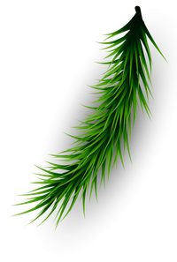 Pine needle on a white oval surface
